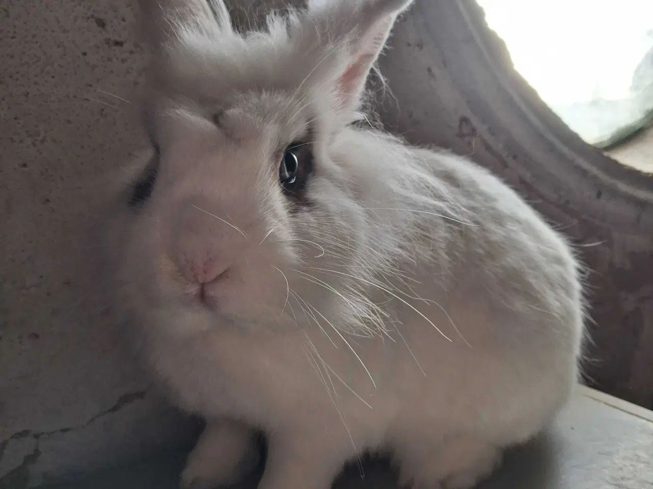 Billede 1 - Sød og kælen hankanin