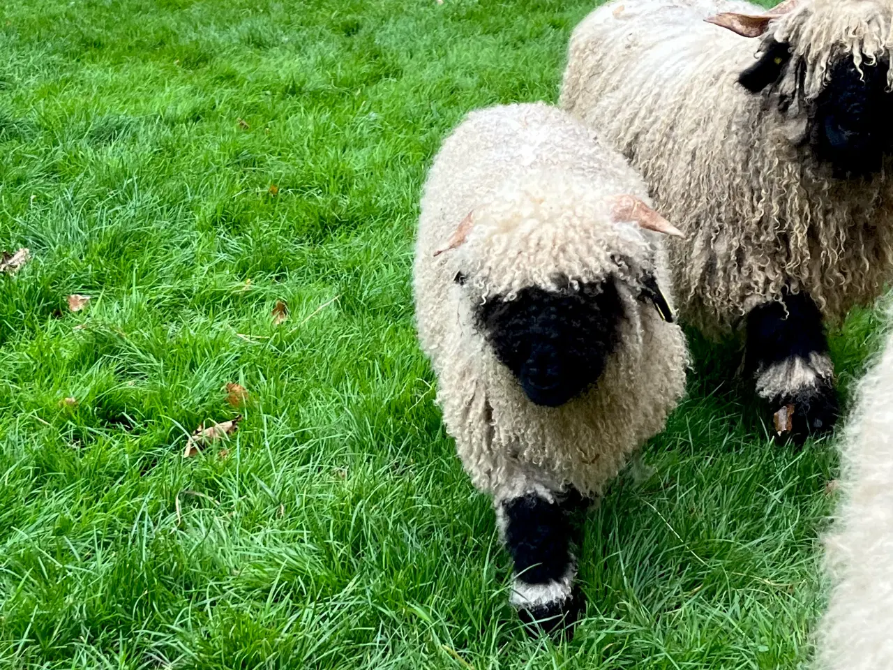 Billede 2 - Valais Blacknose 