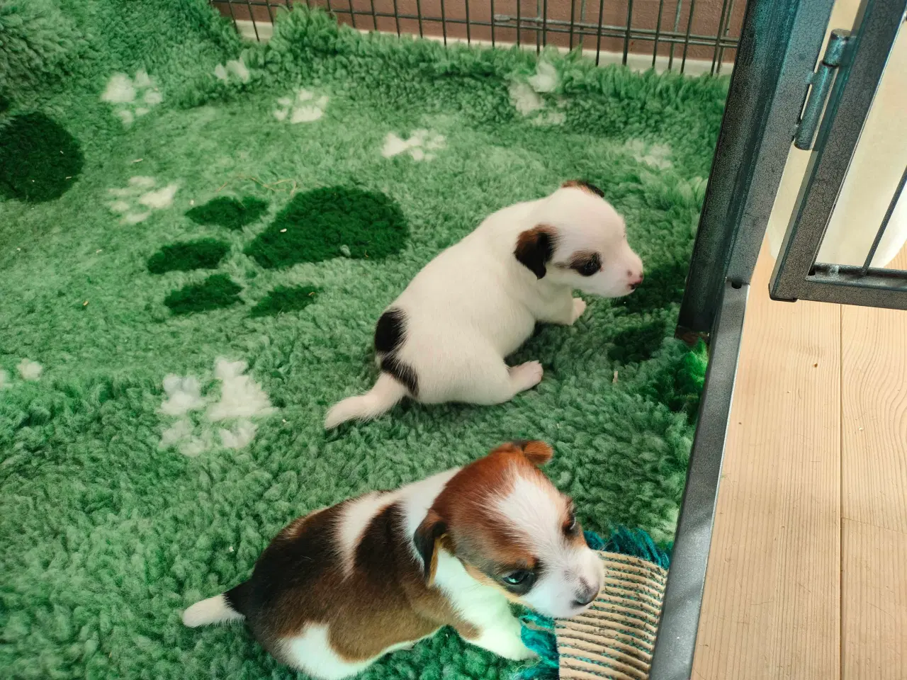 Billede 5 - Jack Russell hvalpe
