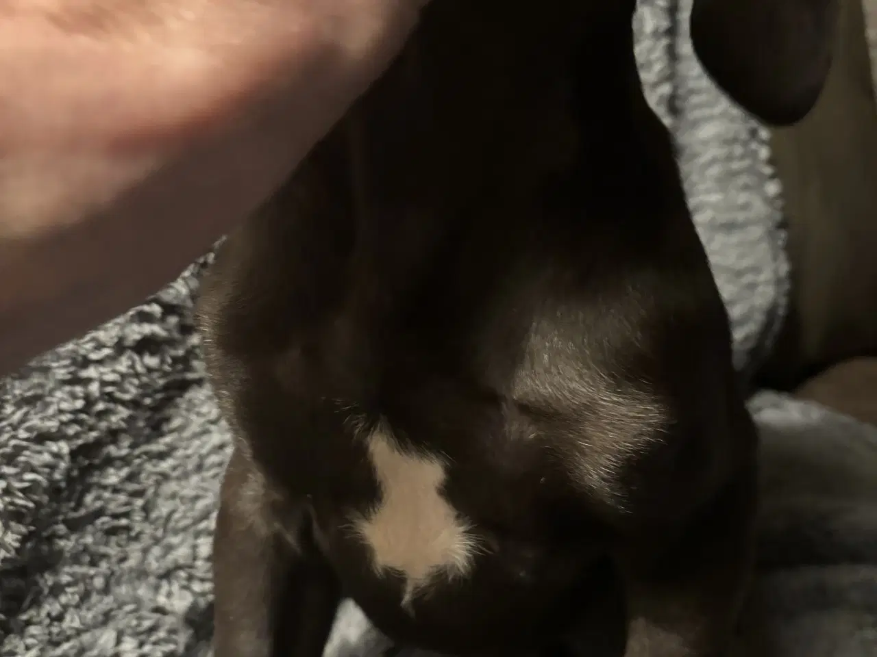 Billede 8 - Grand Danois hvalpe 