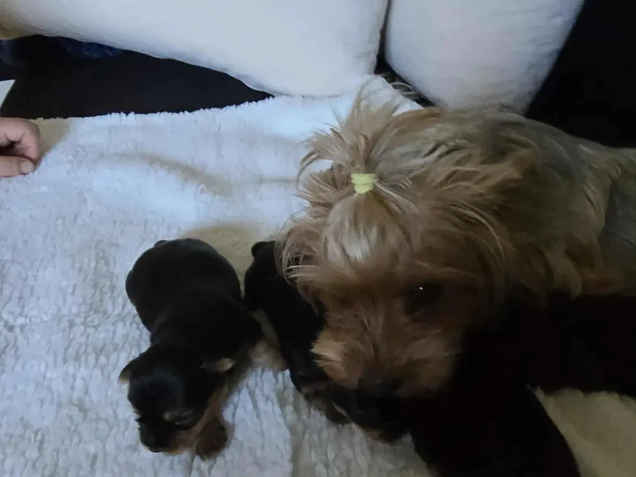 Billede 5 - 2 dreng og 2 pige Yorkshire Terrier