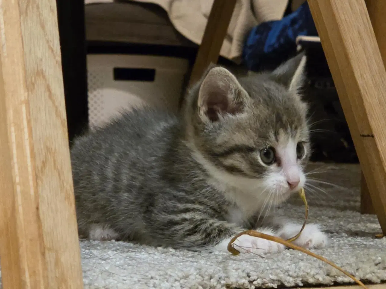 Billede 4 - De smukkeste mainecoon-blandinger 