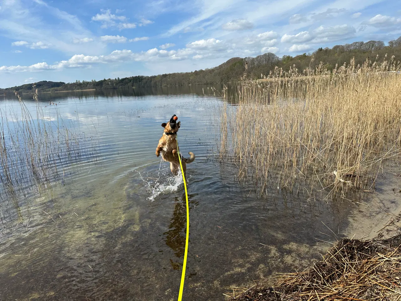Billede 7 - Schæfer/Rottweiler blanding