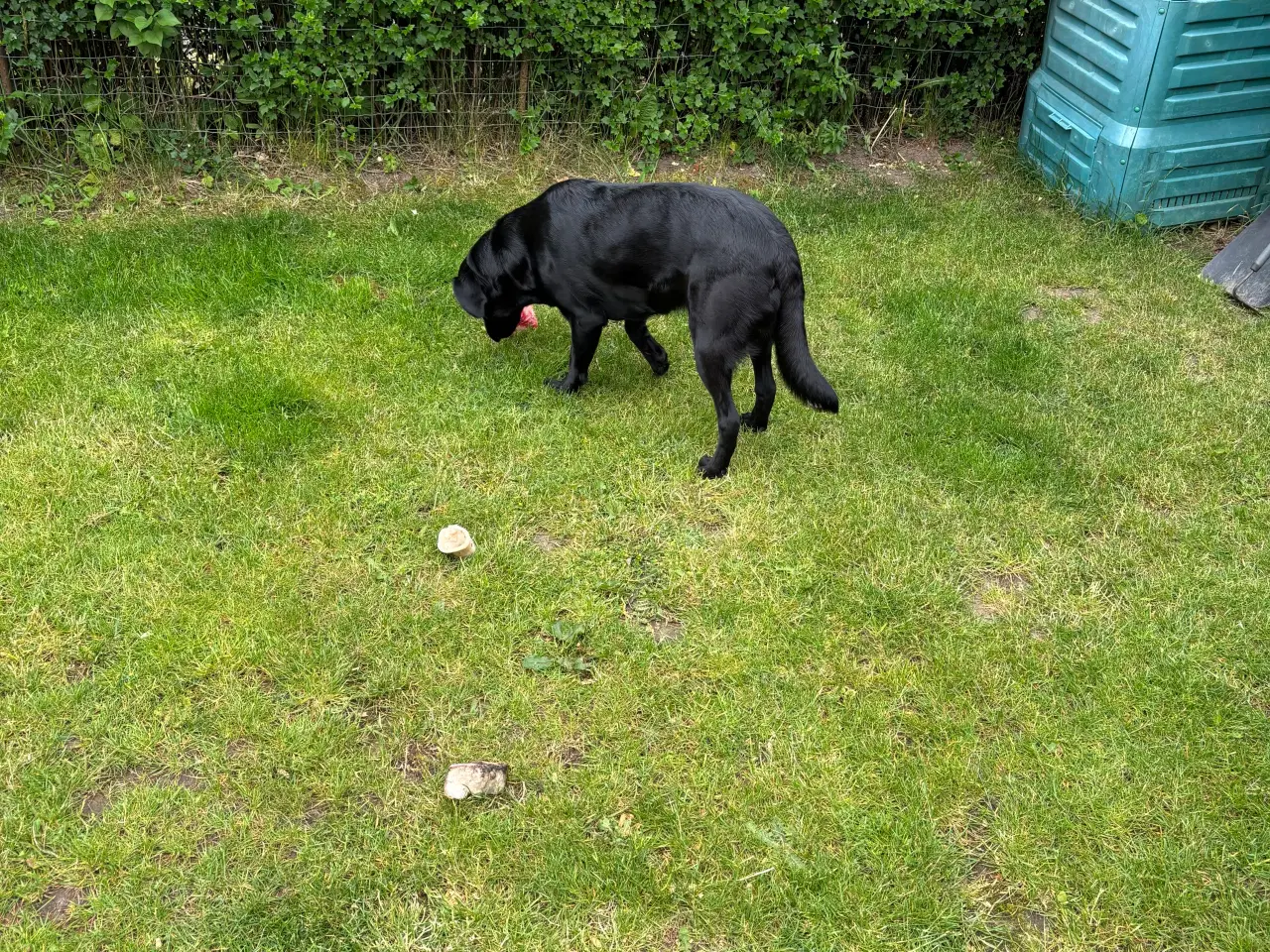 Billede 4 - Labrador formel 1 