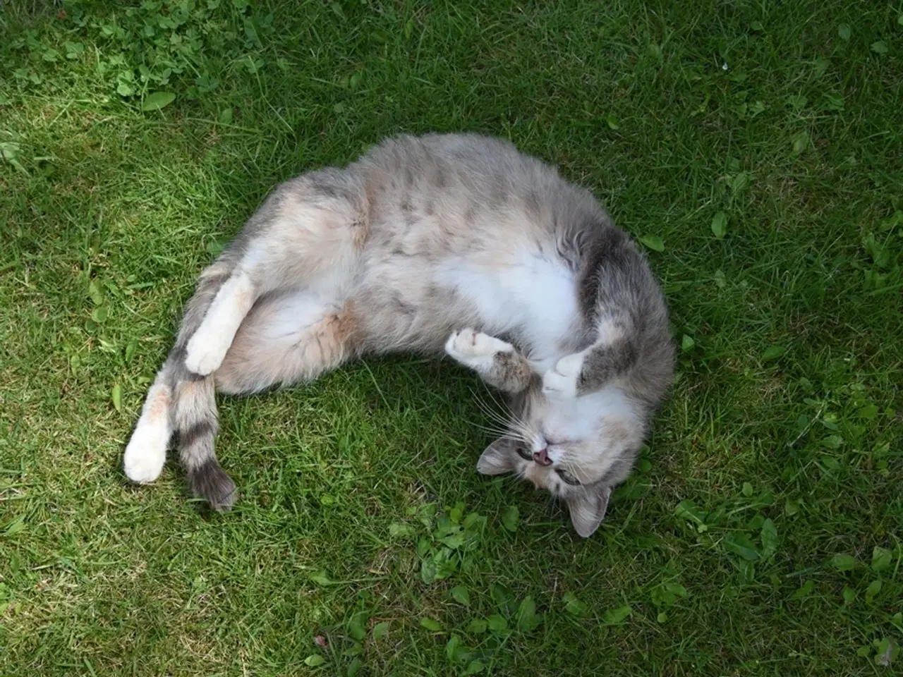 Billede 4 - Fluffy, legesyg kat søger et kærligt hjem