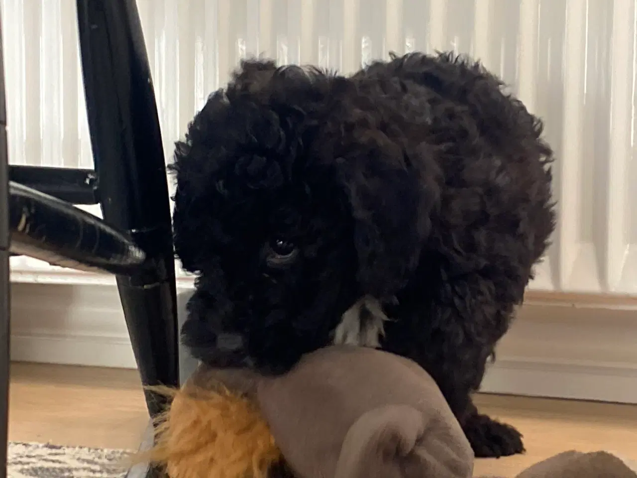 Billede 3 - Labradoodle- Puddel