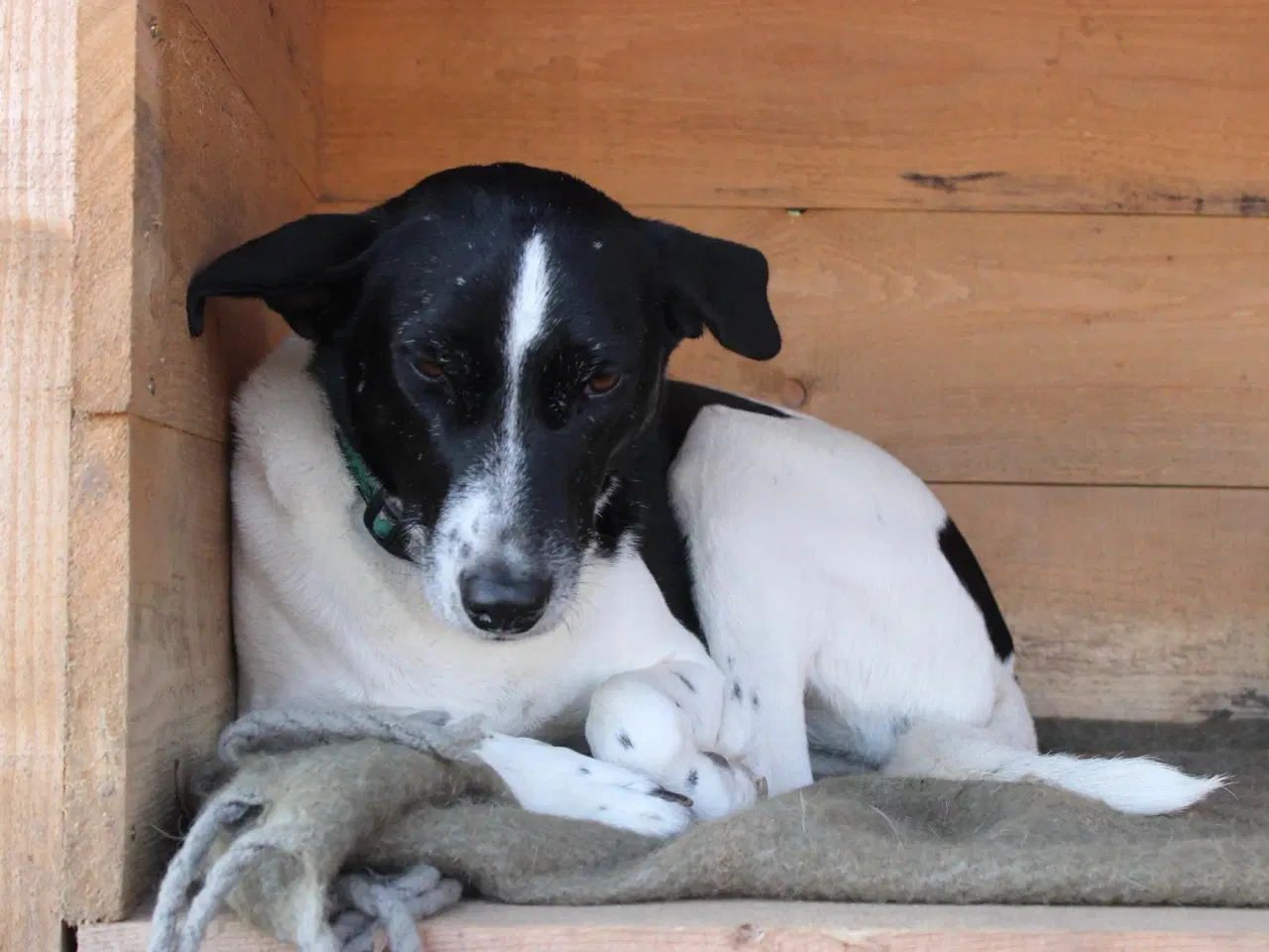 Billede 15 - Wilma søger familie! 🩷