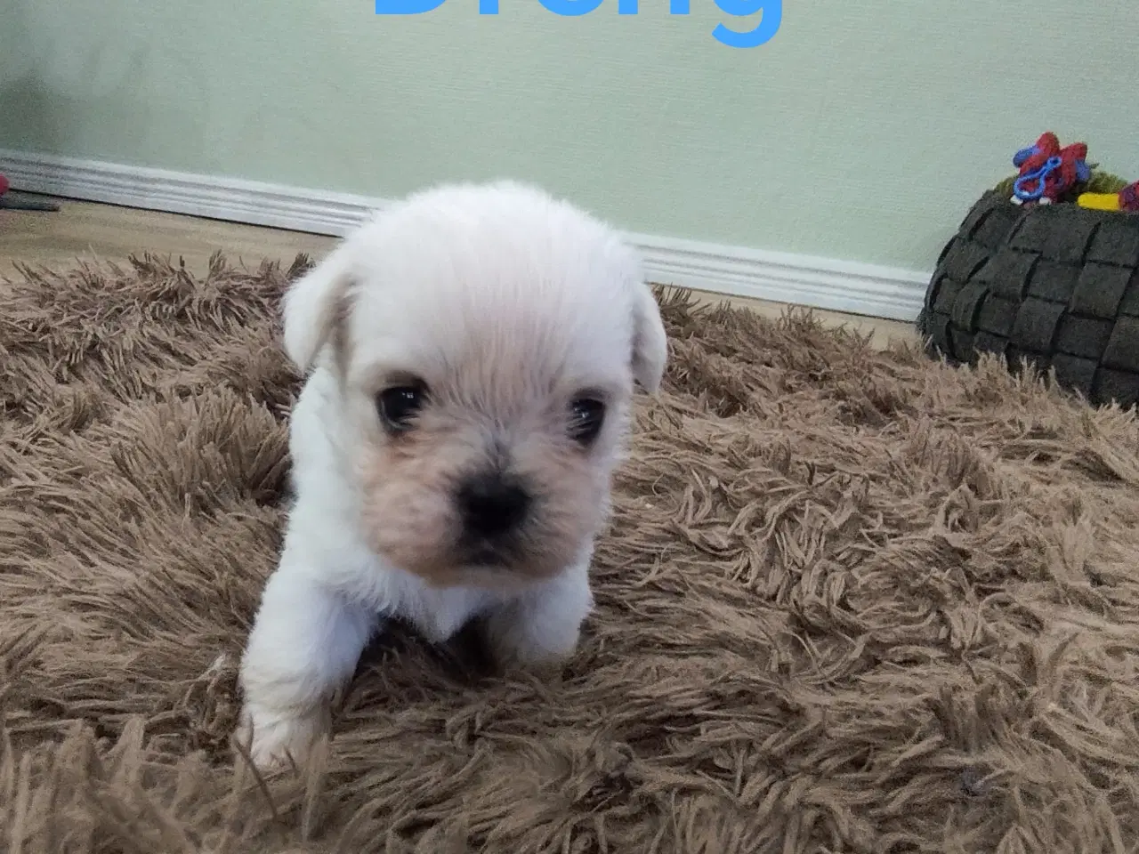 Billede 3 - Mops/Coton de Tulear 