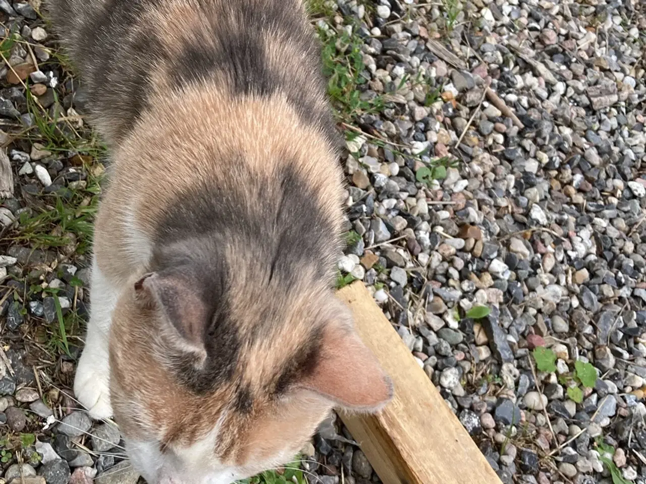 Billede 6 - Kat nogle der savner den? 