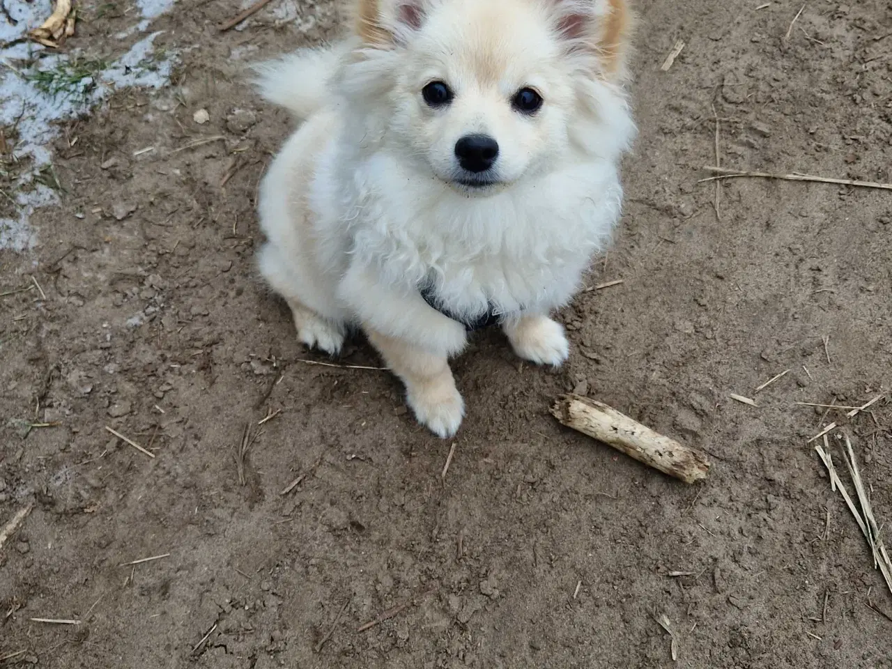 Billede 4 - Smuk krudtugle