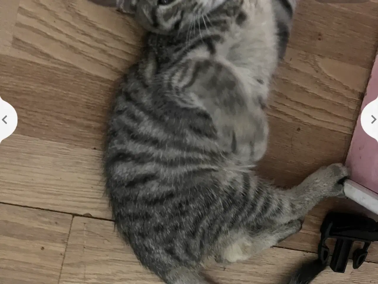 Billede 6 - Smukke Indendørs killinger