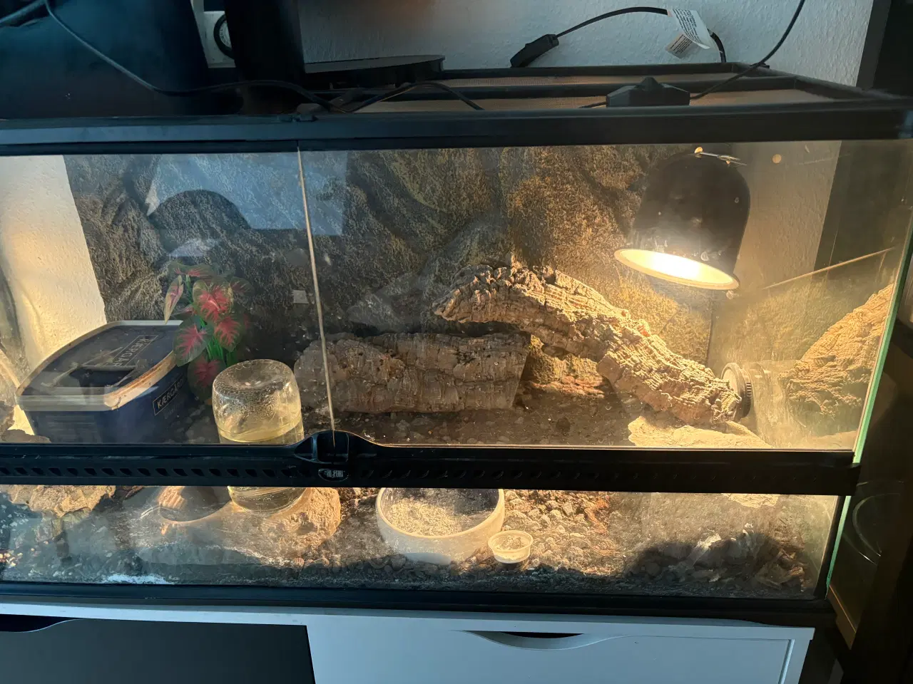 Billede 1 - Terrarie med 2 gekkoer