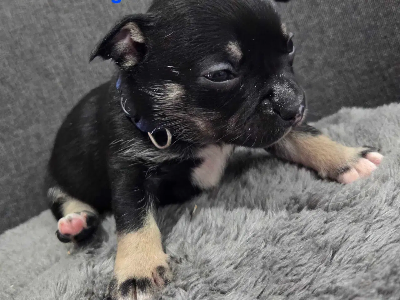 Billede 10 - Bullhuahua hvalpe 