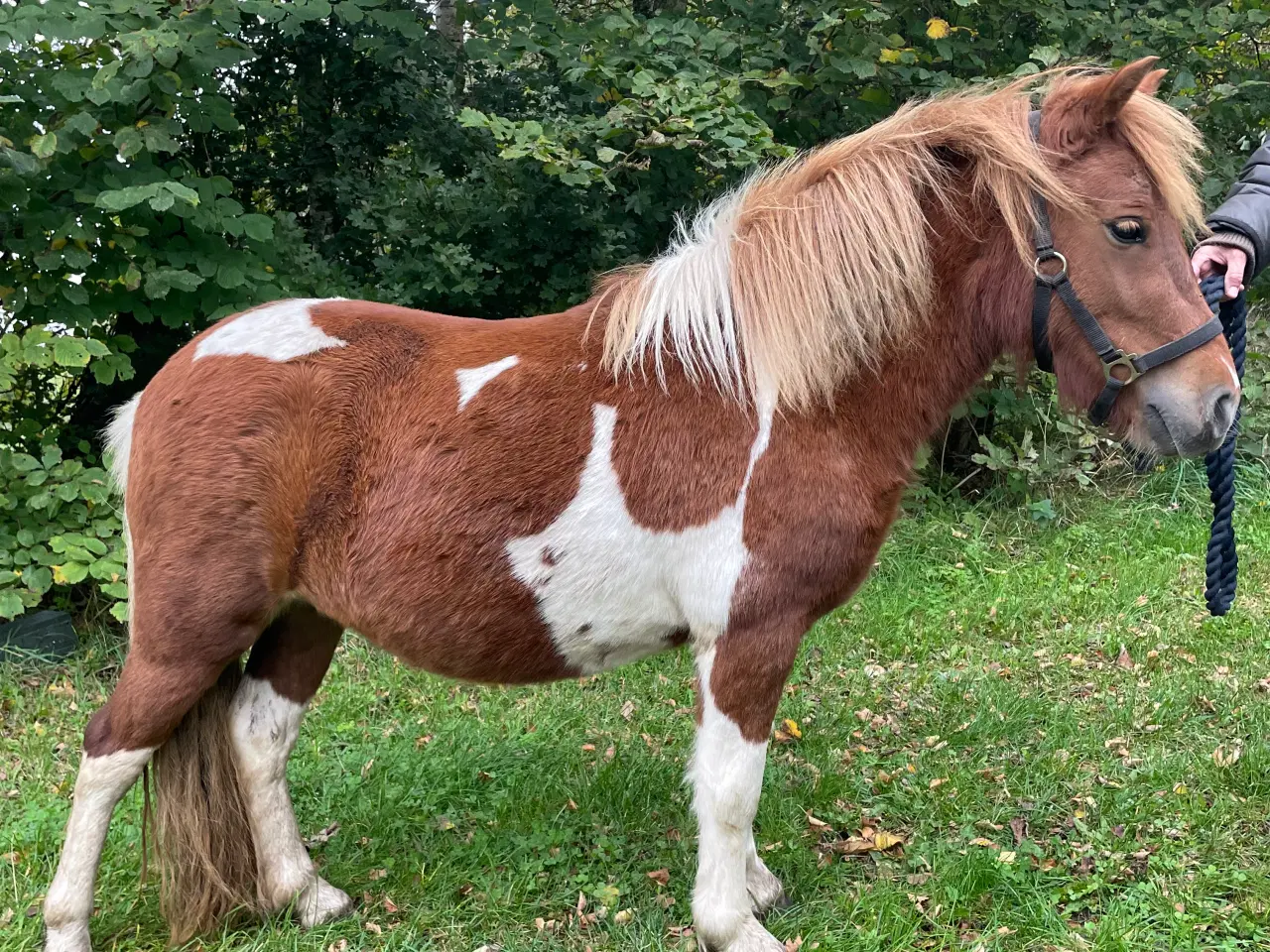 Billede 5 - 4 års shetlænderhoppe