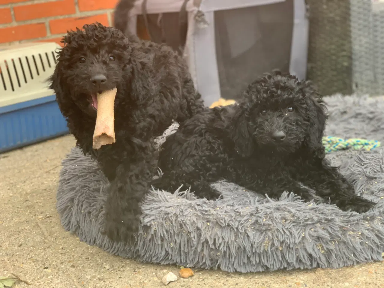 Billede 3 - Mini Golden Doodle F1B babyer 