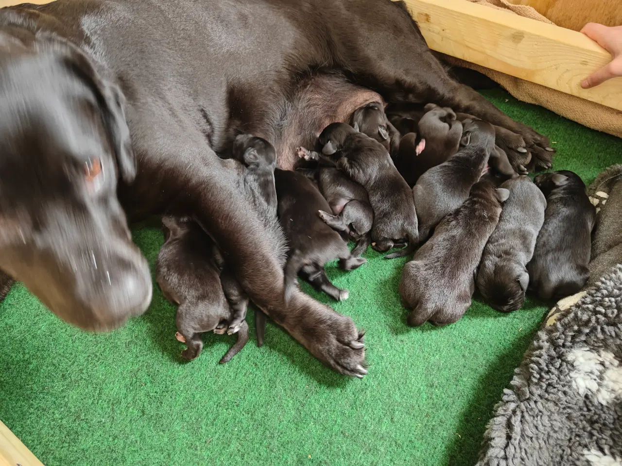 Billede 5 - Labrador hvalpe 