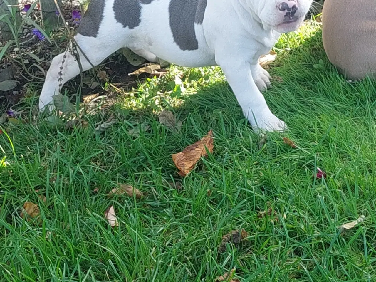 Billede 7 - American bully hvalpe 