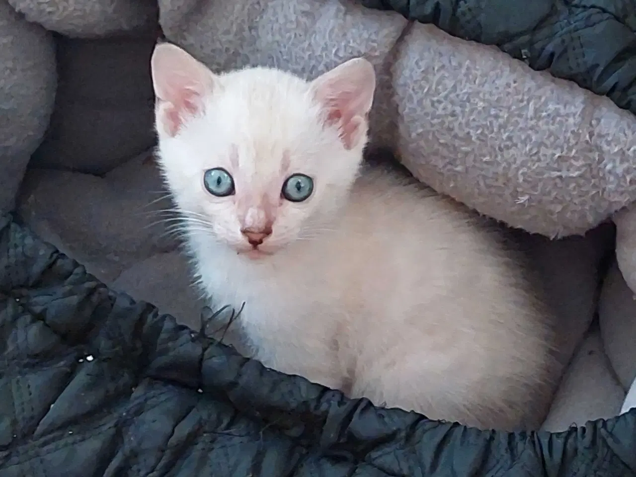 Billede 2 - Bengal killinger 