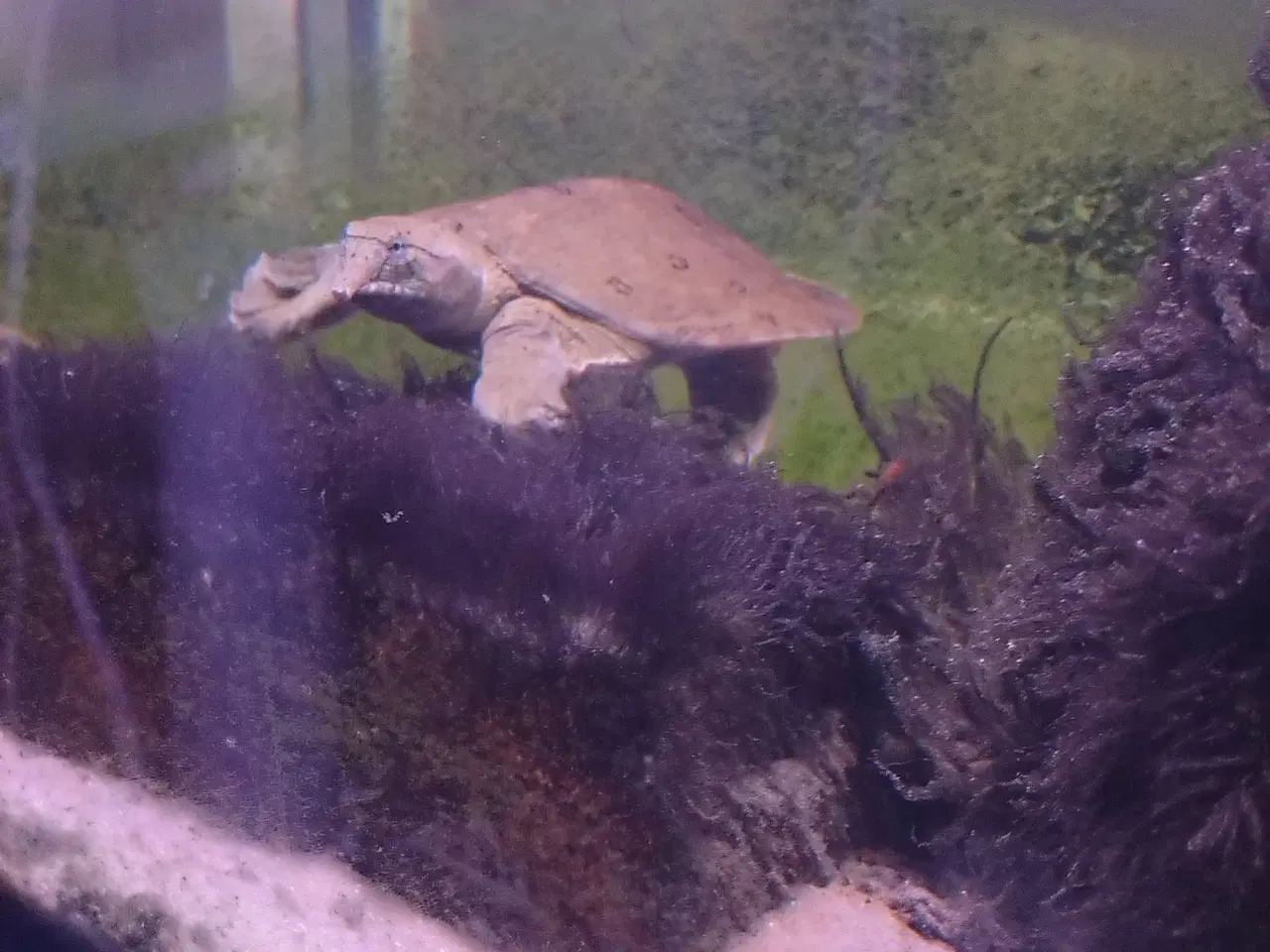 Billede 2 - Kinesisk blødSkjolds skildpadde 