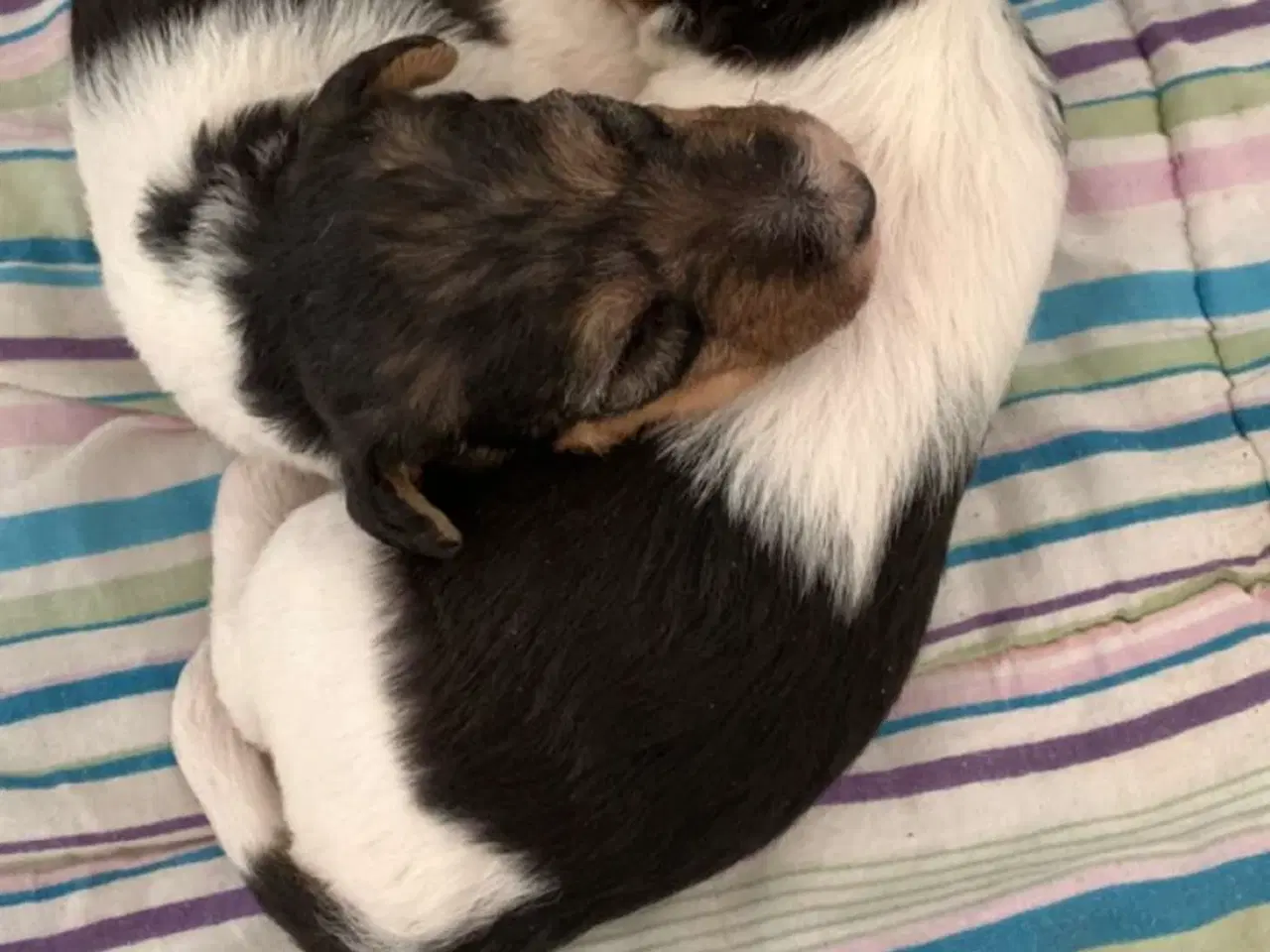 Billede 6 - Ruhåret FOX terrier 