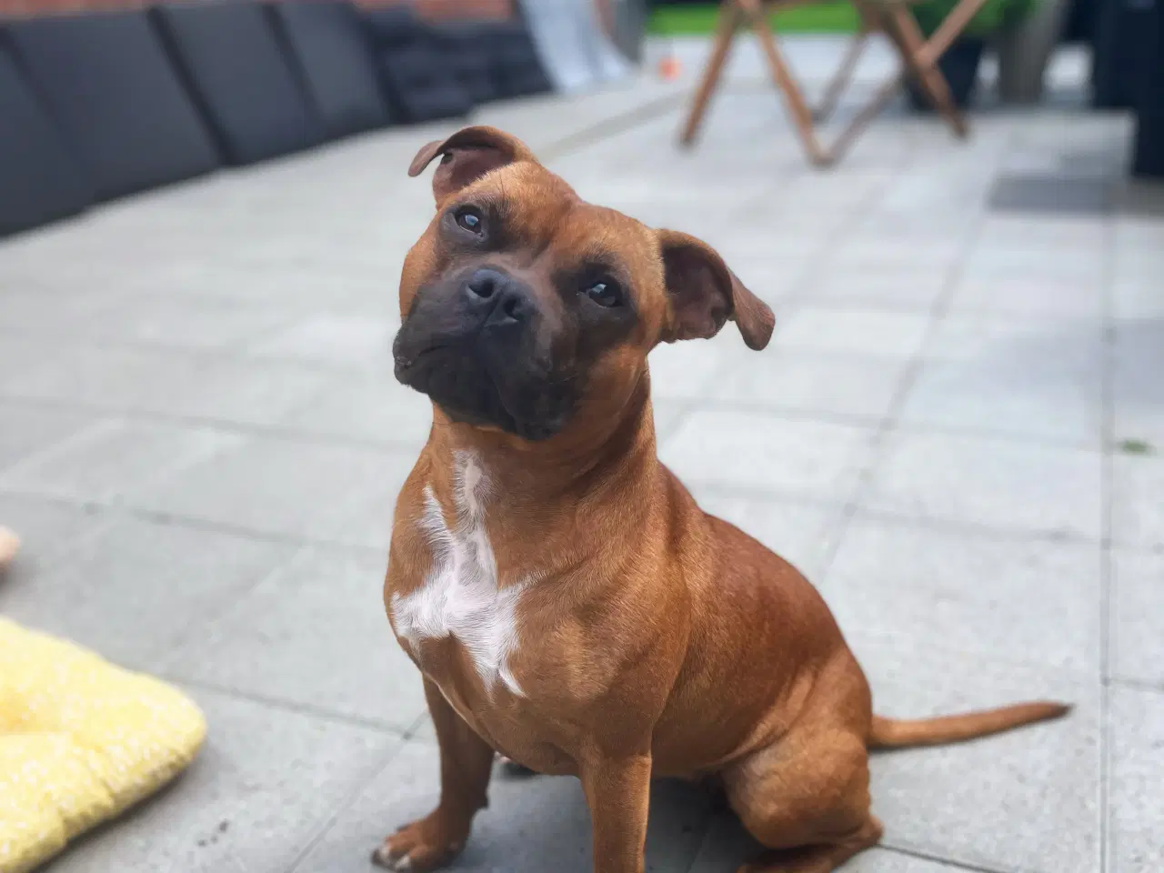 Billede 2 - Staffordshire Bull Terrier