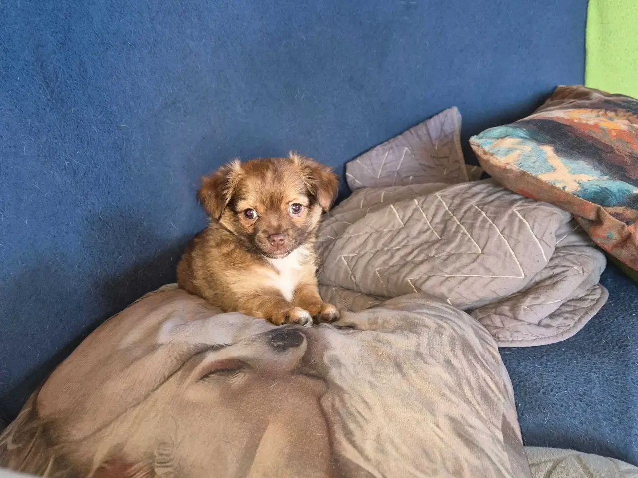 Billede 3 - Langhåret chihuahua