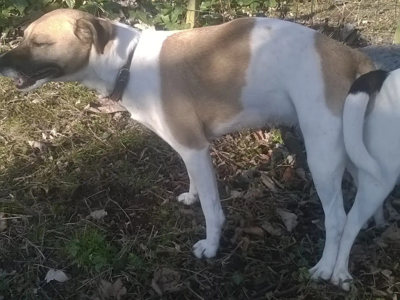 Billede 5 - Dansk Svensk gårdhund
