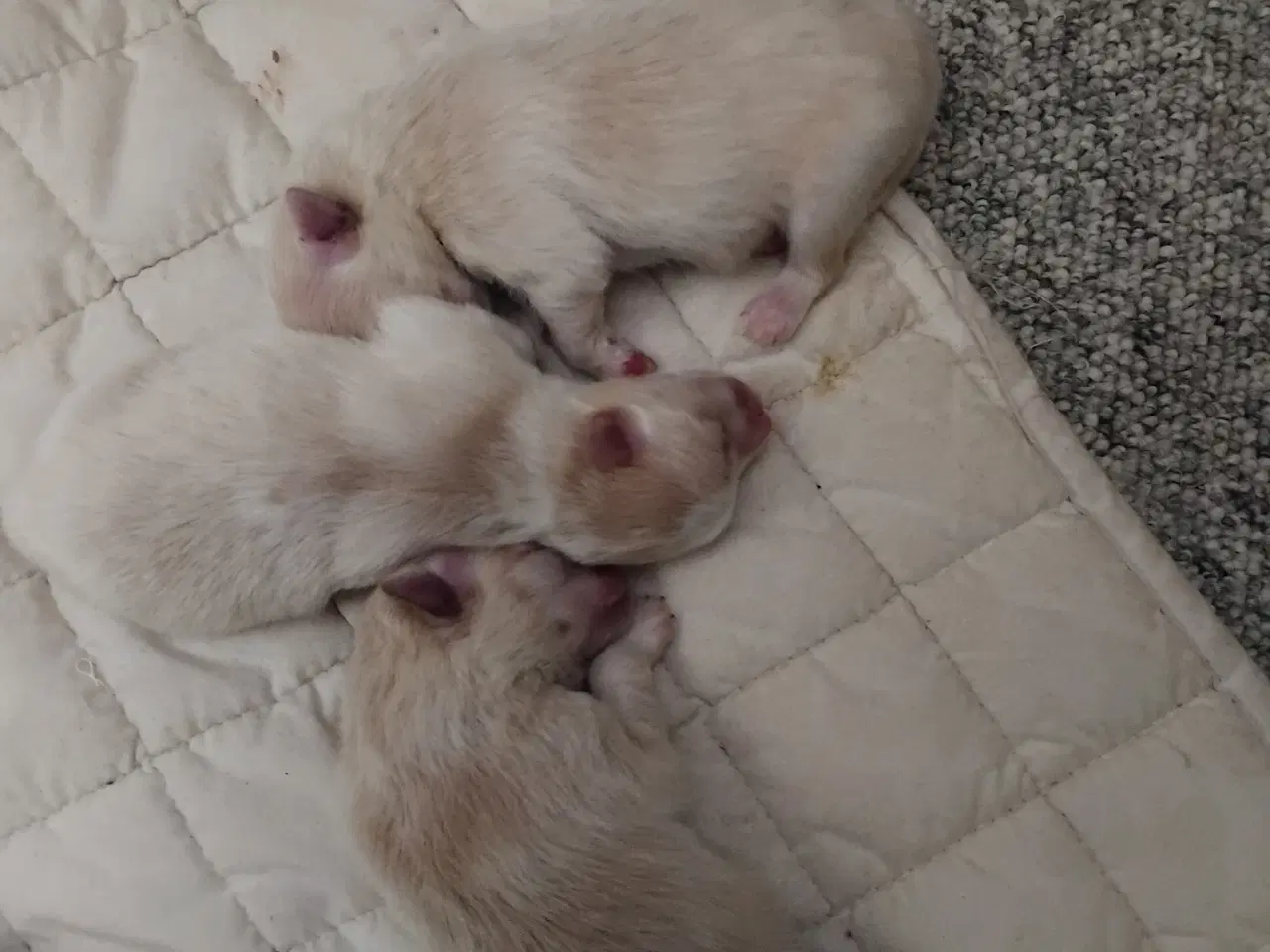 Billede 1 - Ægte pomeranian hvalpe 3 stk