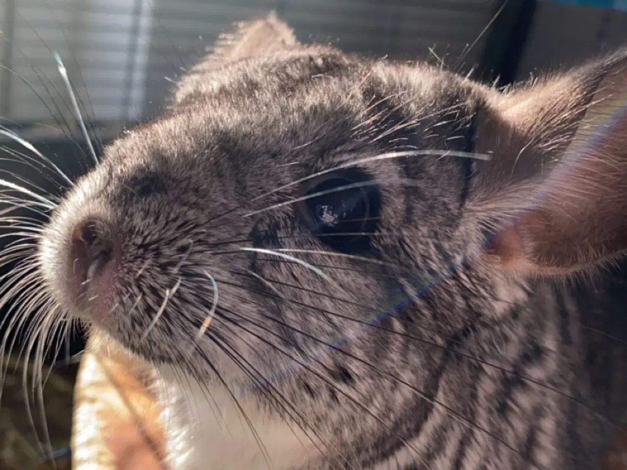 Billede 1 - Chinchilla hun 7 år