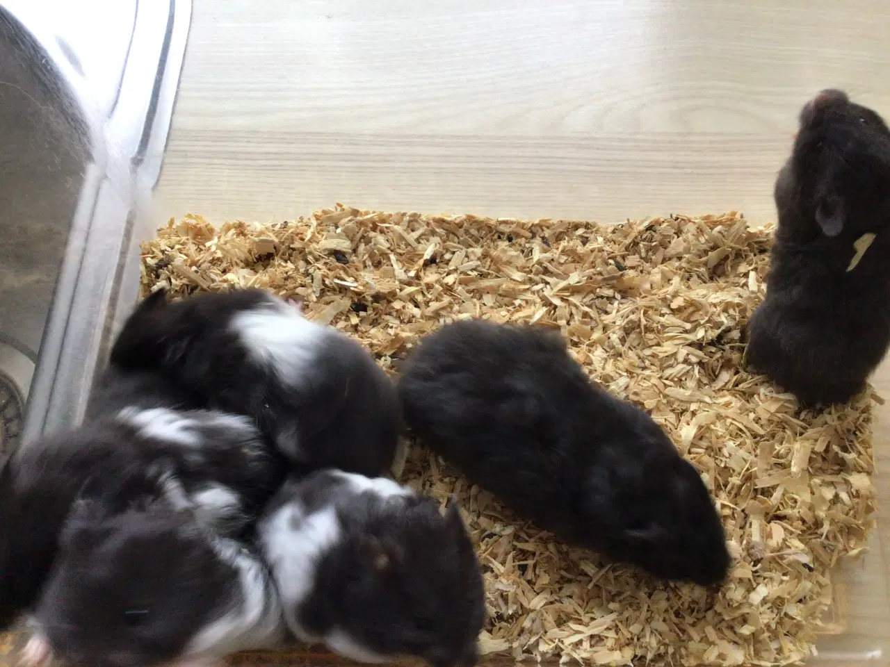 Billede 1 - Guldhamster unger