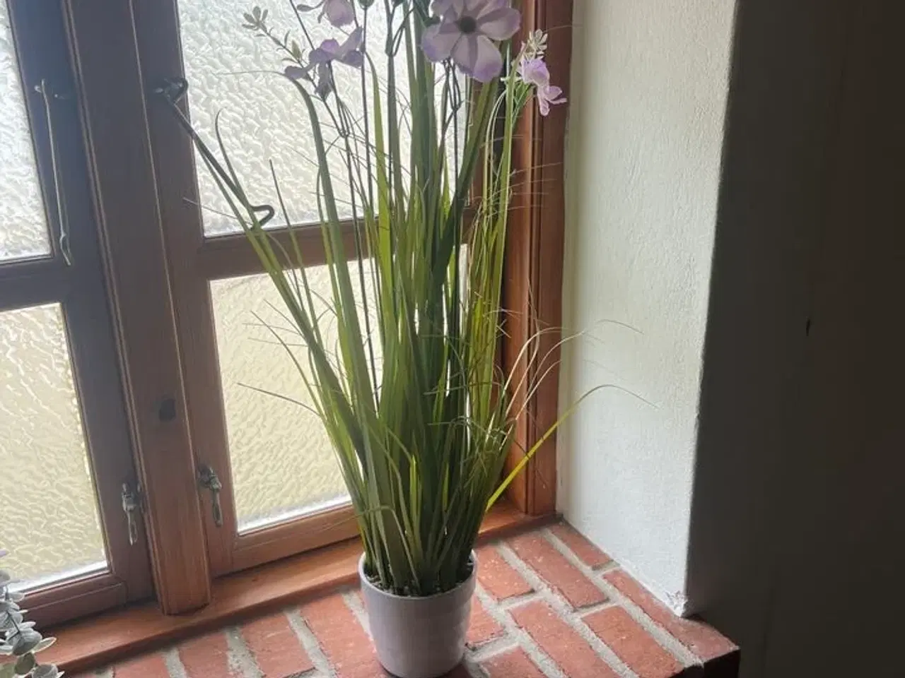 Billede 3 - Div. planter (se billeder)