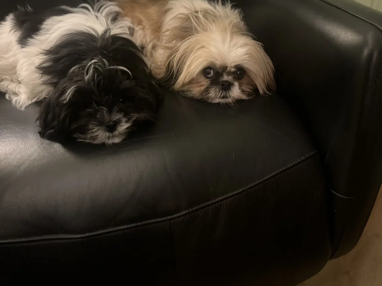 Billede 5 - Boomer hvalp på 7 mdr 