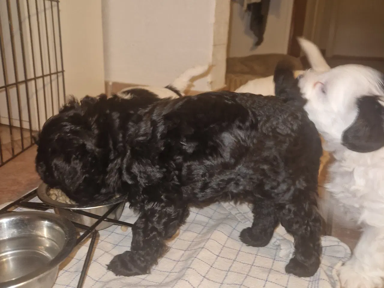 Billede 3 - Maltipoo hvalpe