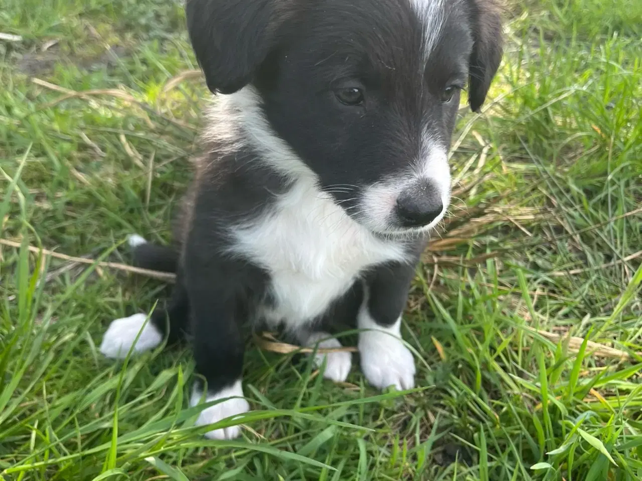 Billede 2 - Border Collie hvalpe