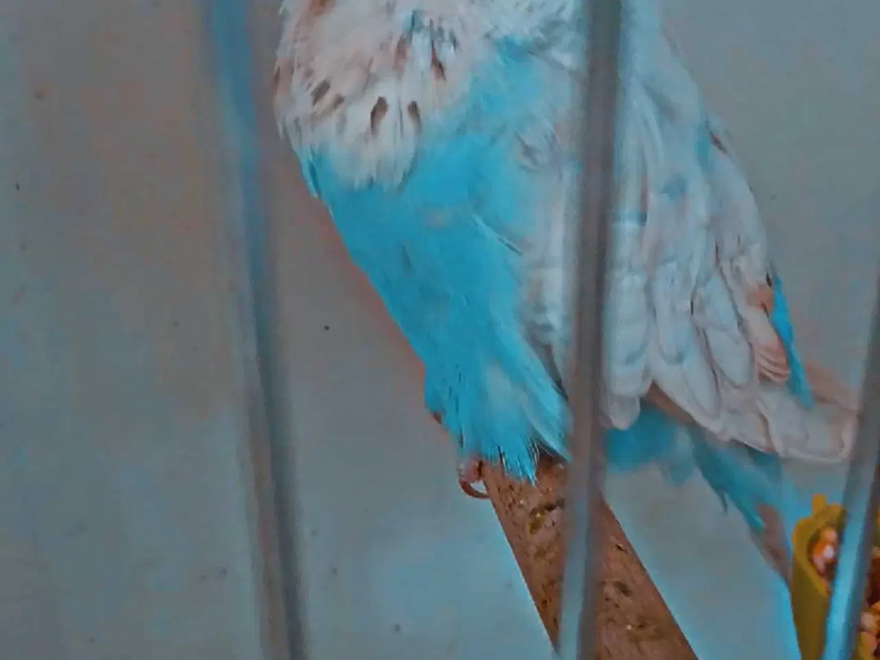 Billede 15 - Fin engelsk undulat han