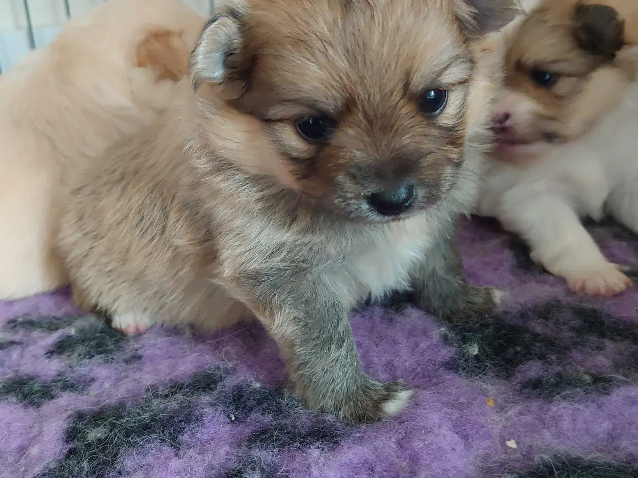 Billede 2 - Pomeranian 