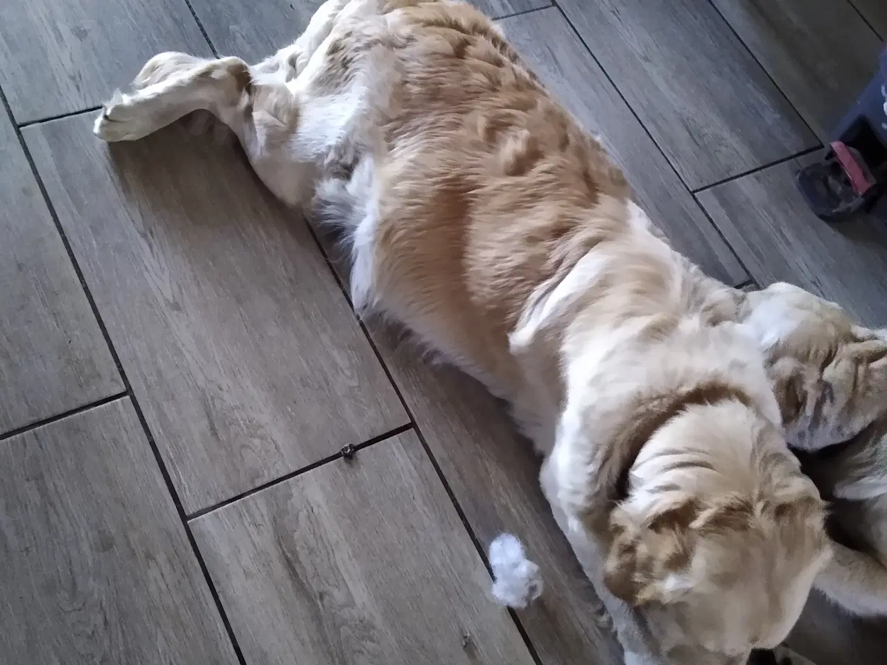 Billede 13 - Verdens smukkeste Golden Retriever hvalpe
