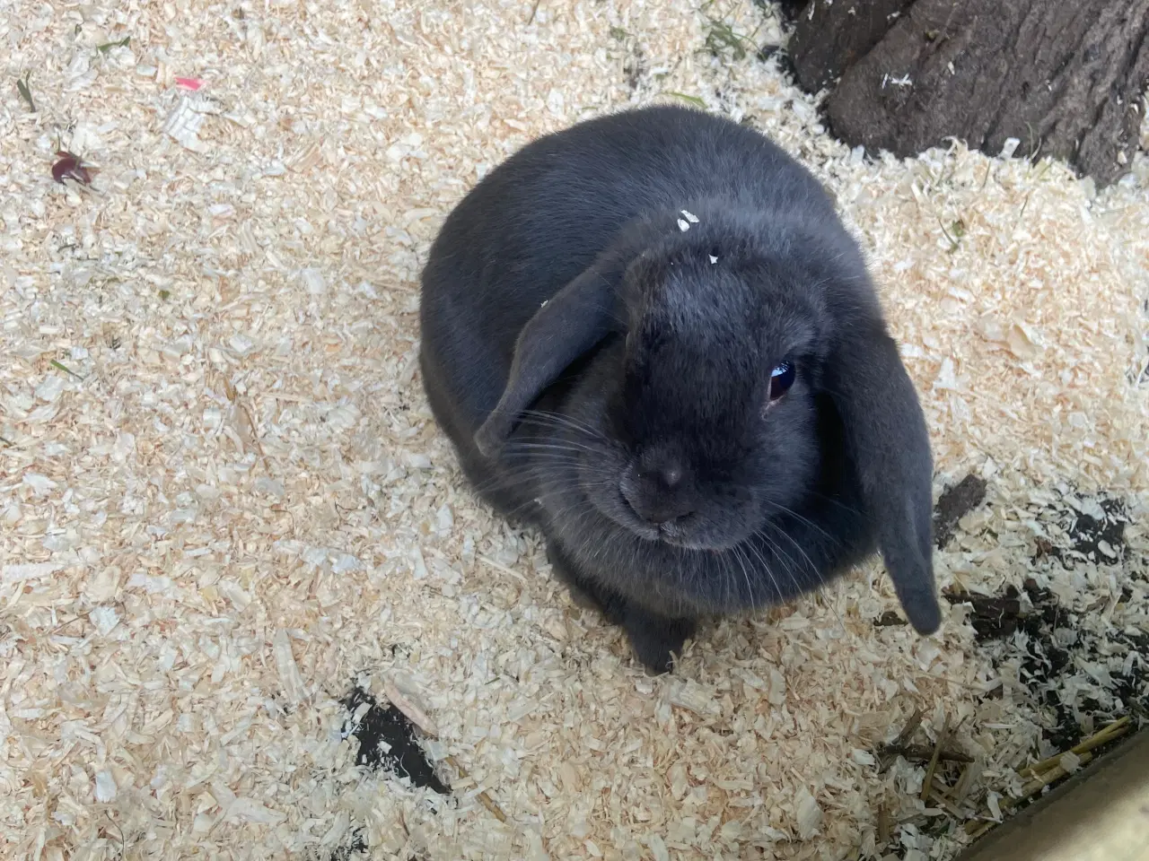 Billede 5 - Mini lop kaniner