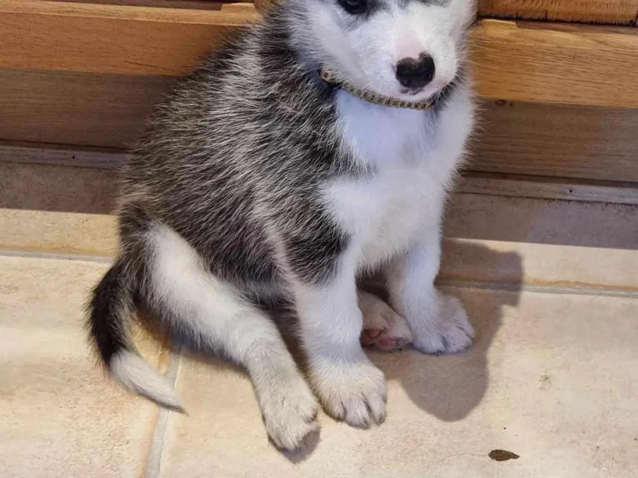 Billede 5 - Husky/malamute hvalpe