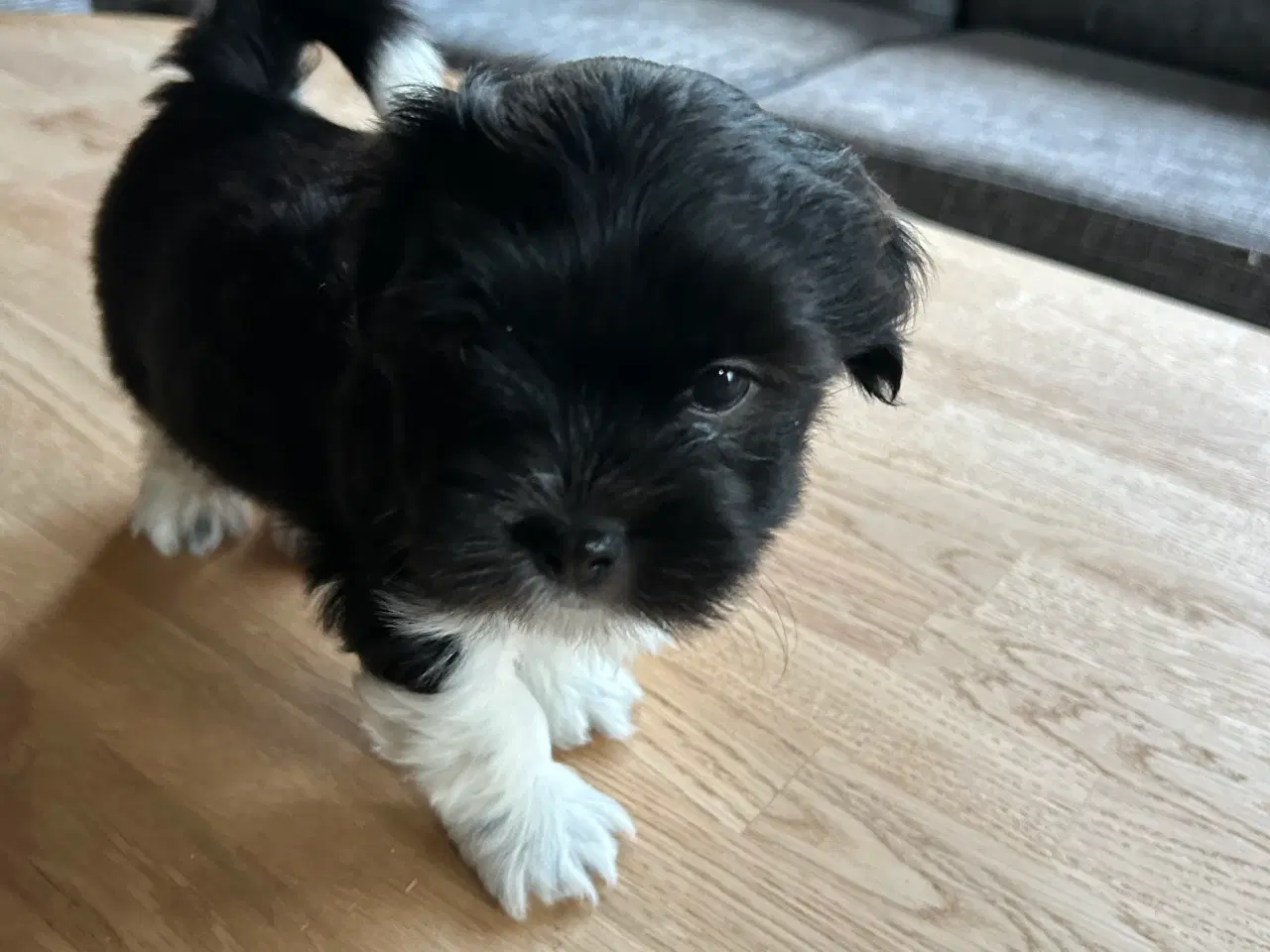 Billede 4 - Bichon Havanaise/ Shih Tzu hvalpe 