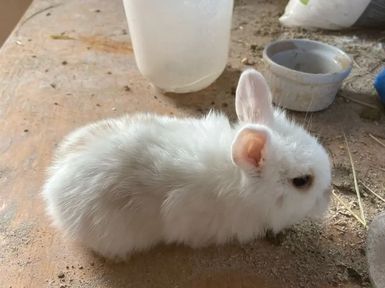 Billede 13 - Vildt søde kaninunger til salg