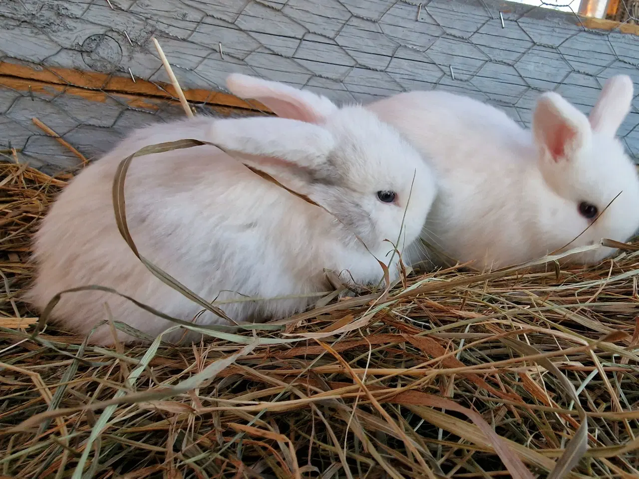 Billede 1 - Minilop unger, piger