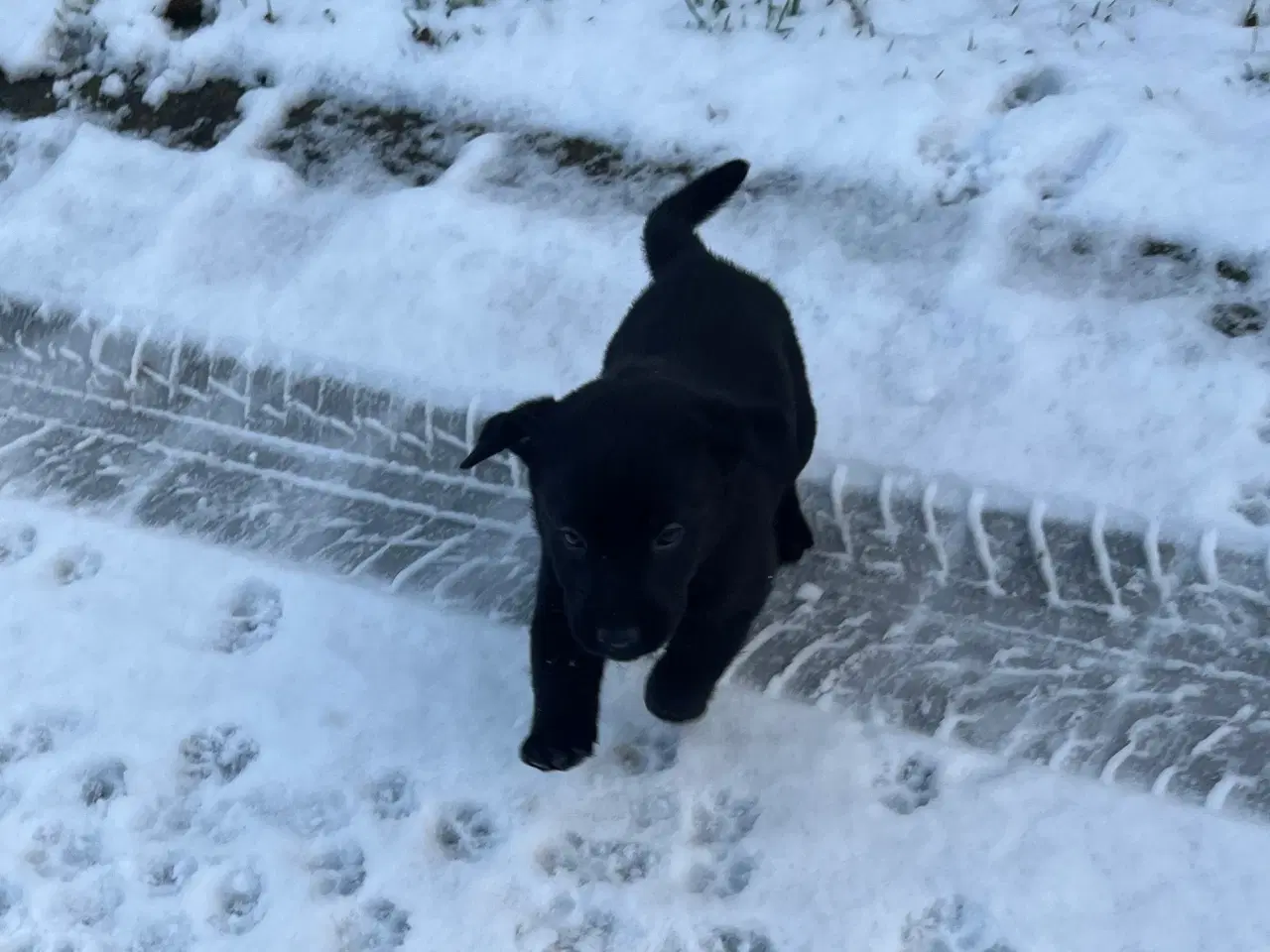 Billede 5 - Labrador hvalpe sælges 