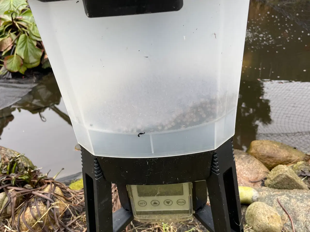 Billede 3 - Koi karper og guldfisk