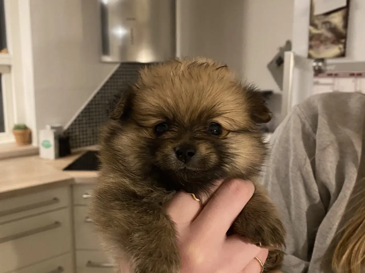 Billede 9 - Pomeranian hvalpe 4 drenge