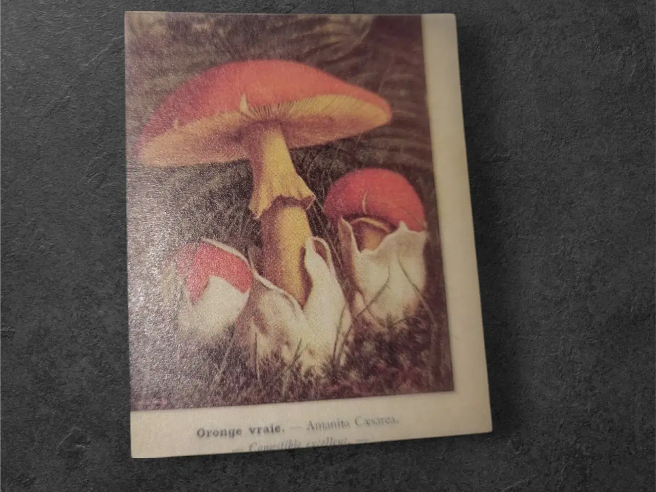 Billede 1 - Papirark med botaniske svampeillustrationer Forvan