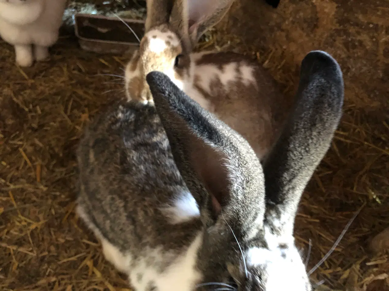 Billede 9 - Hun kanin. 1/2 belgisk kæmpe, 1/4 fransk vædder