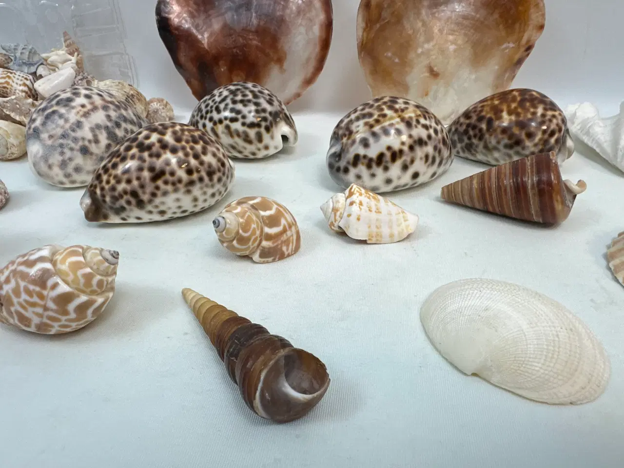 Billede 4 - Stor samling sneglehuse, skaller og konkylier  