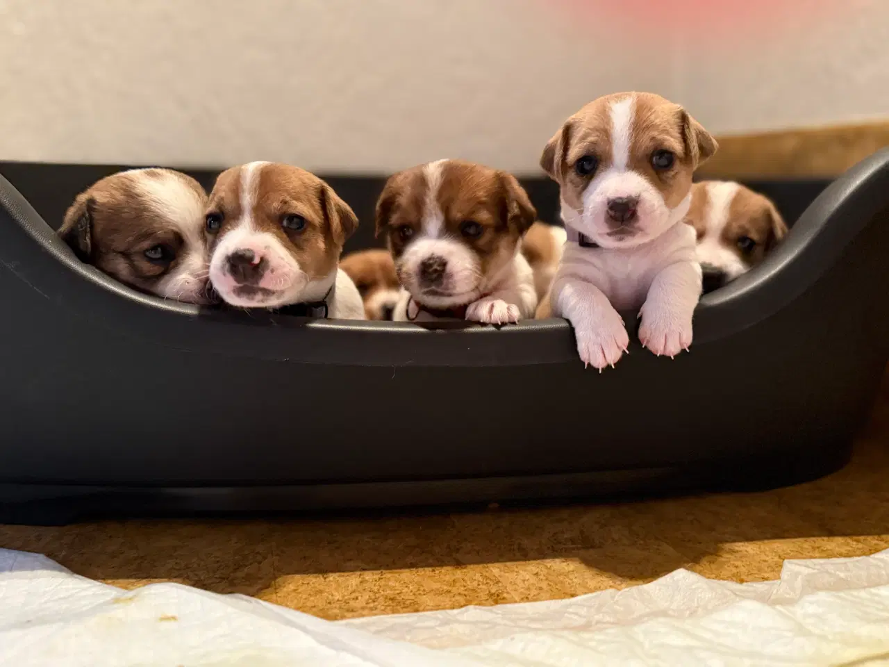 Billede 4 - Jack Russell Terrier hvalpe