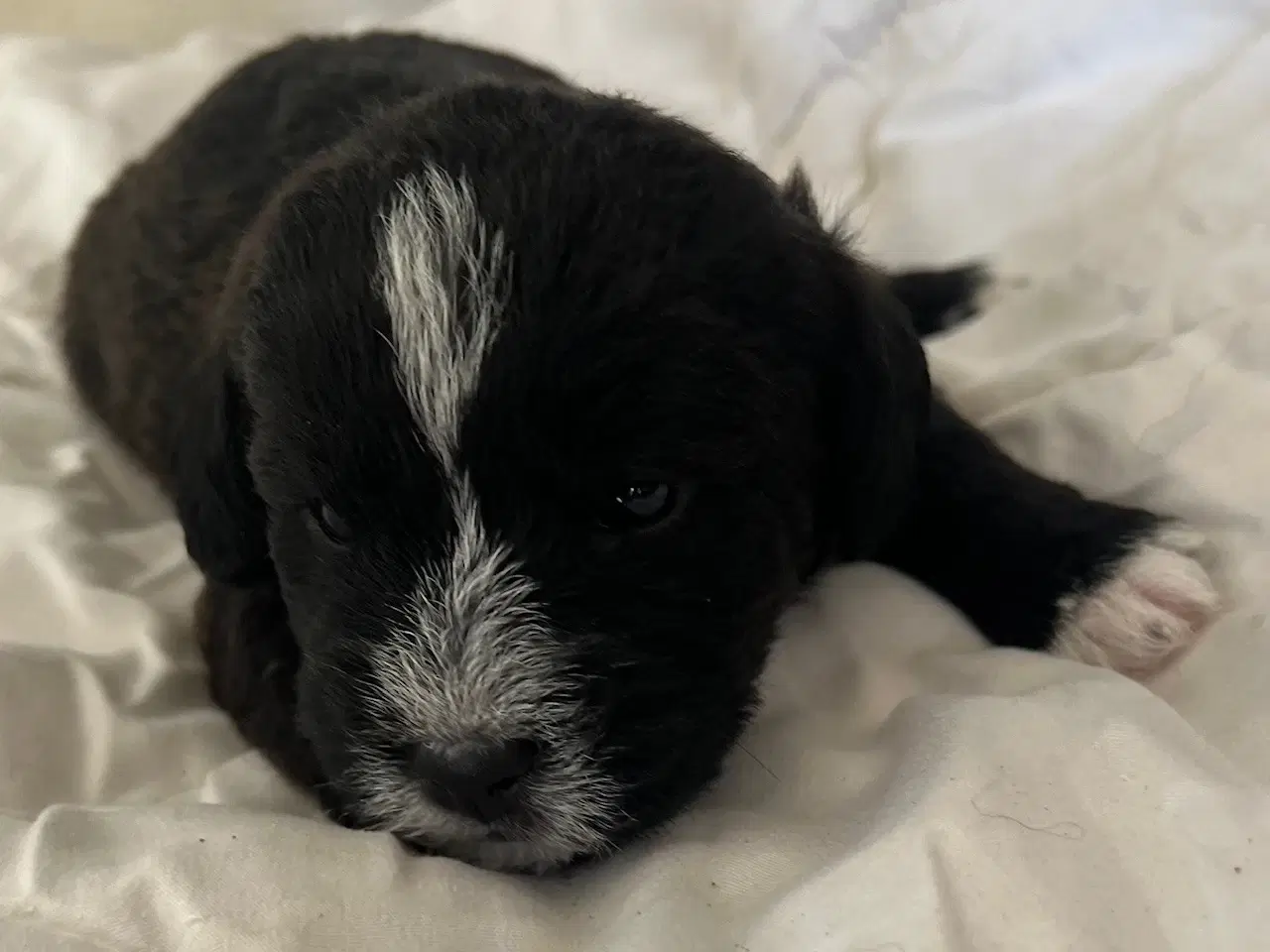 Billede 3 - Super skønne sociale Lagotto blandinger